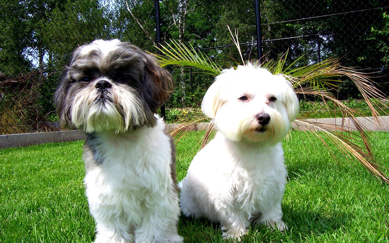 Две маленьких собаки шитцу