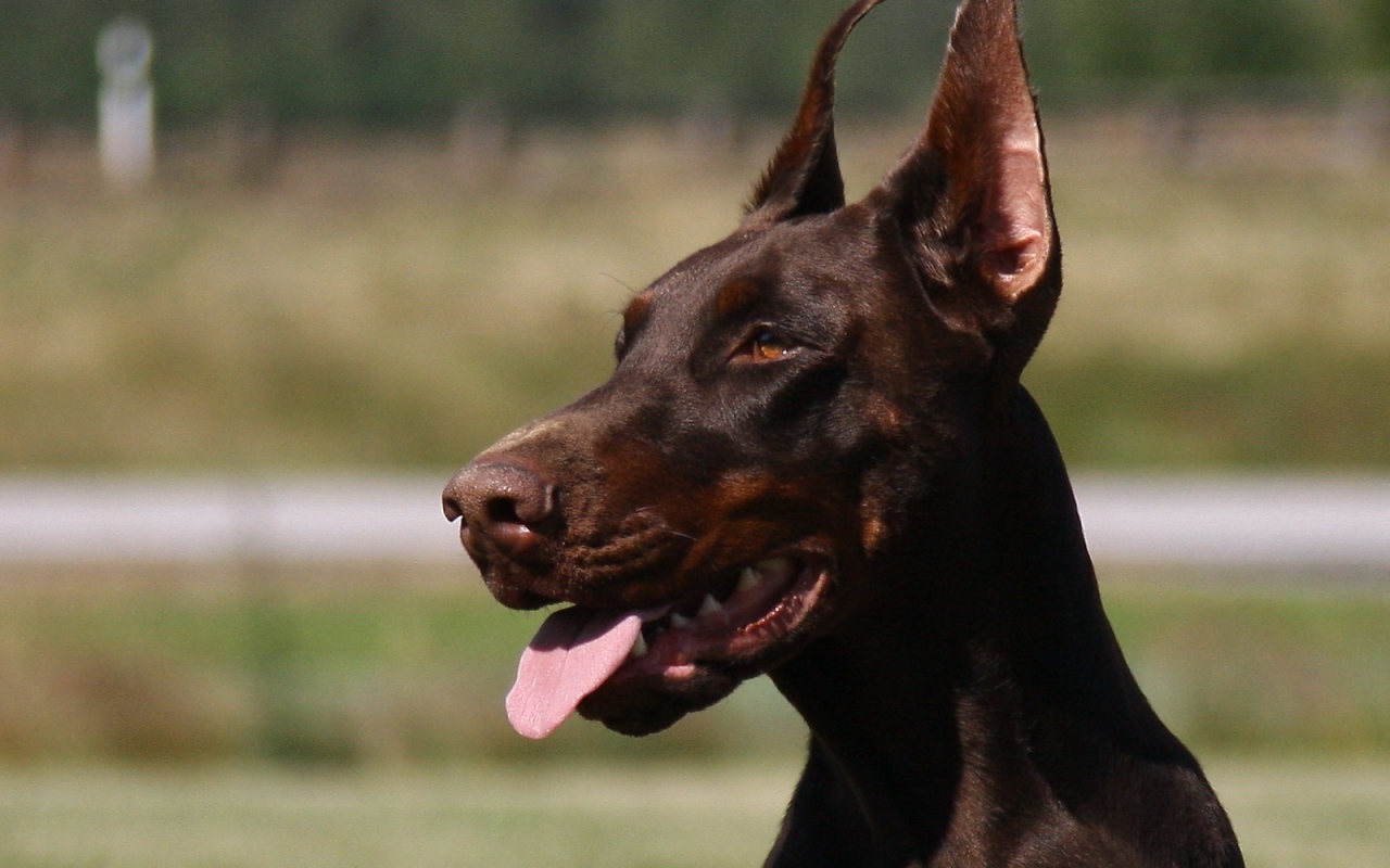 Красивый доберман