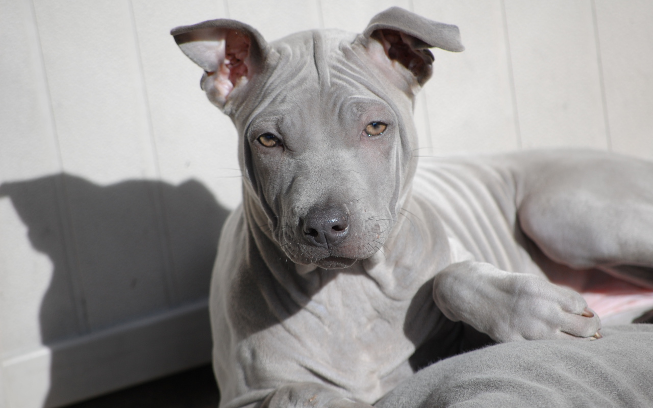 Взгляд тайского риджбека