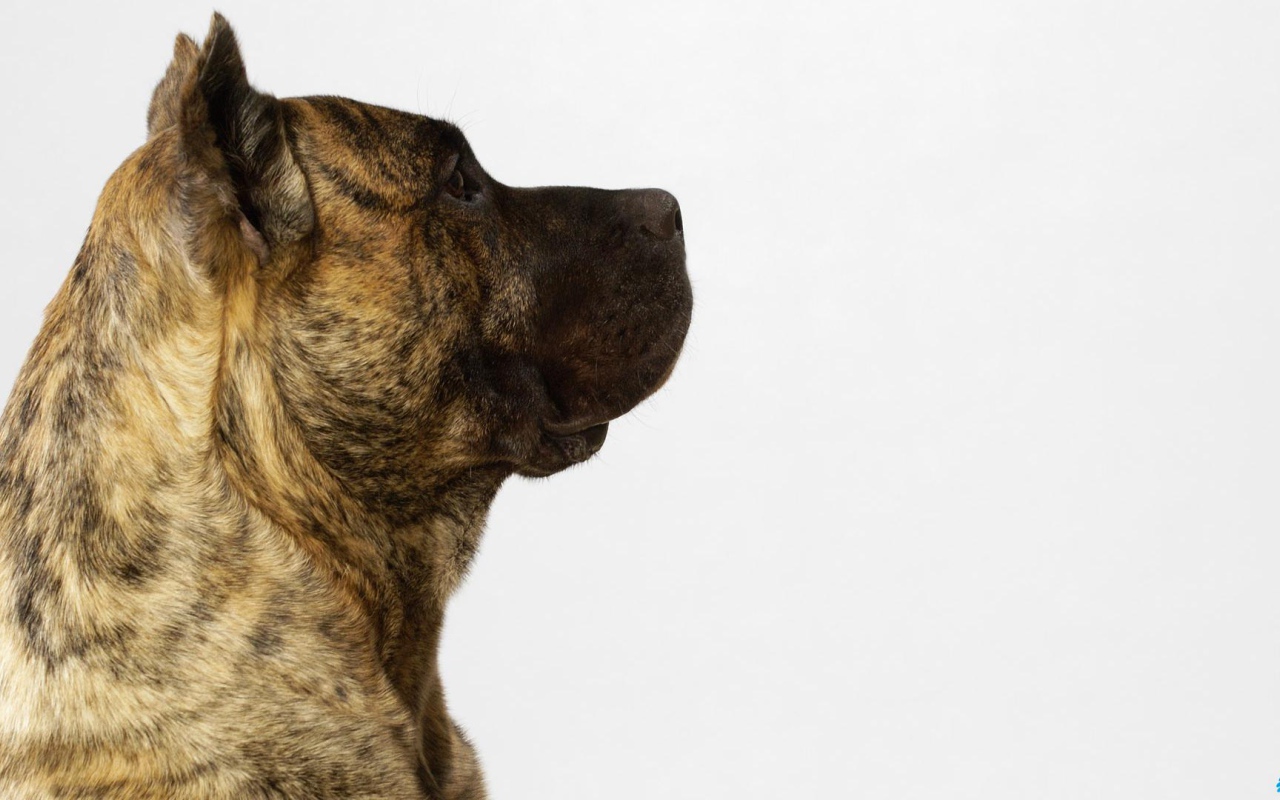 Обои с американским стаффордширским терьером