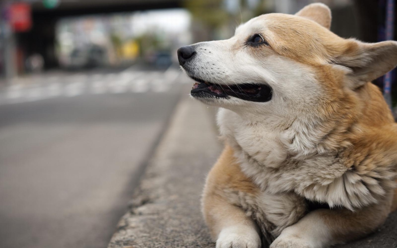 Вельш-корги лежит на улице
