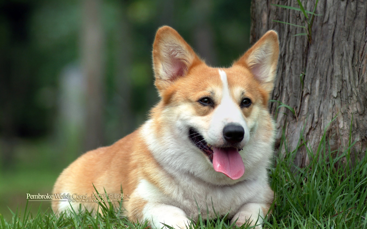 Вельш-корги лежит под деревом