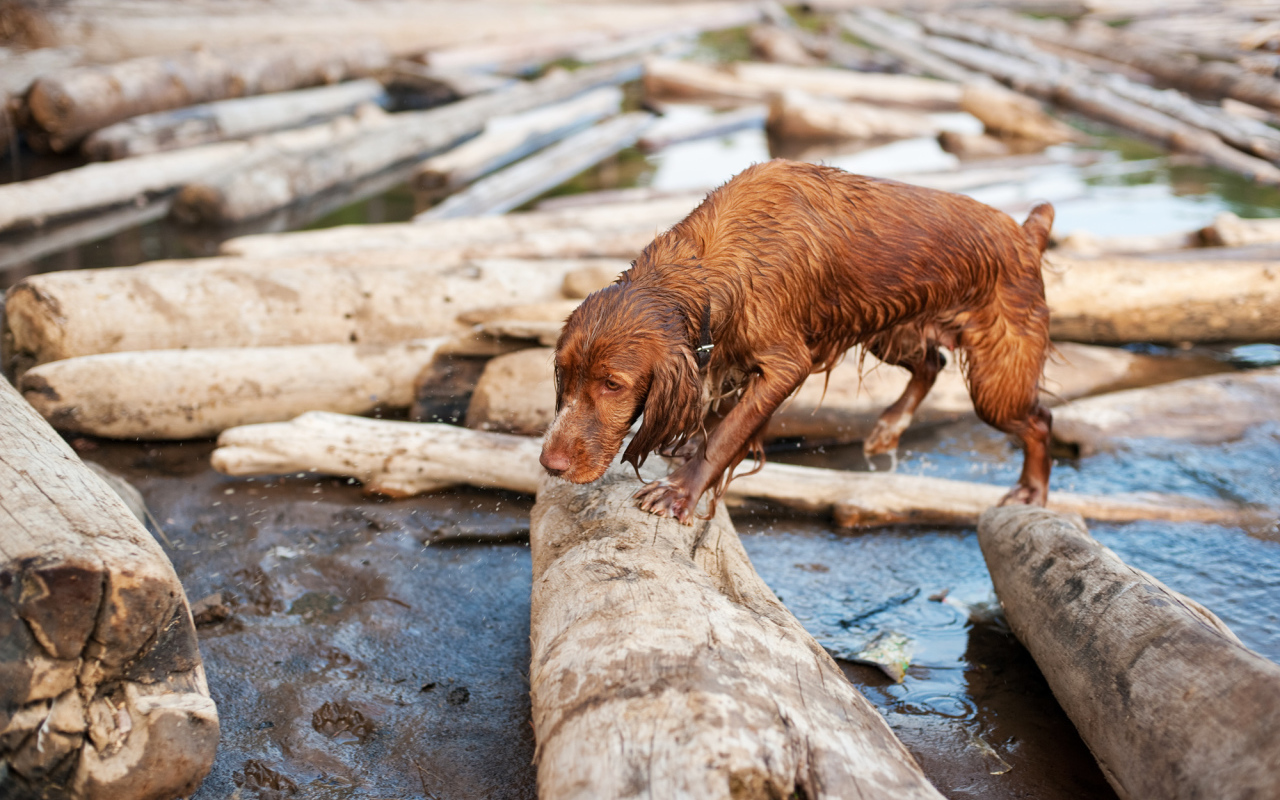 Мокрый спаниель на бревнах