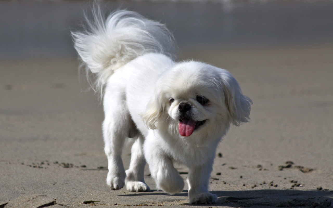 Белый пекинес на пляже