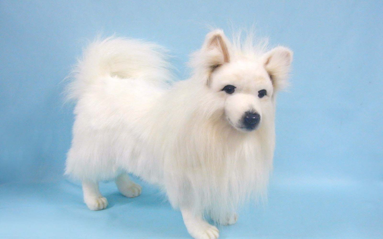 Белый шпиц на голубом фоне