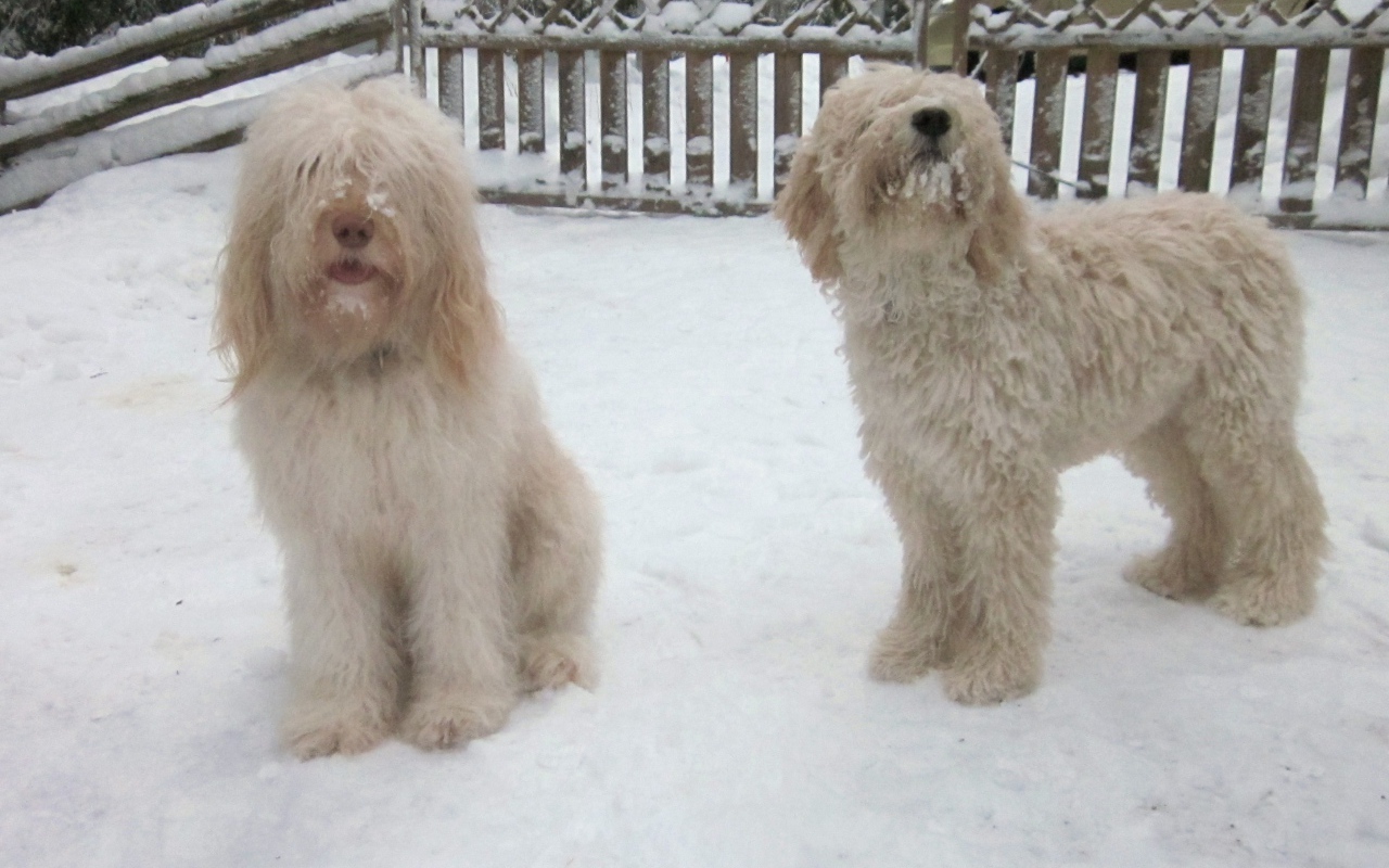 Белые собаки барбет