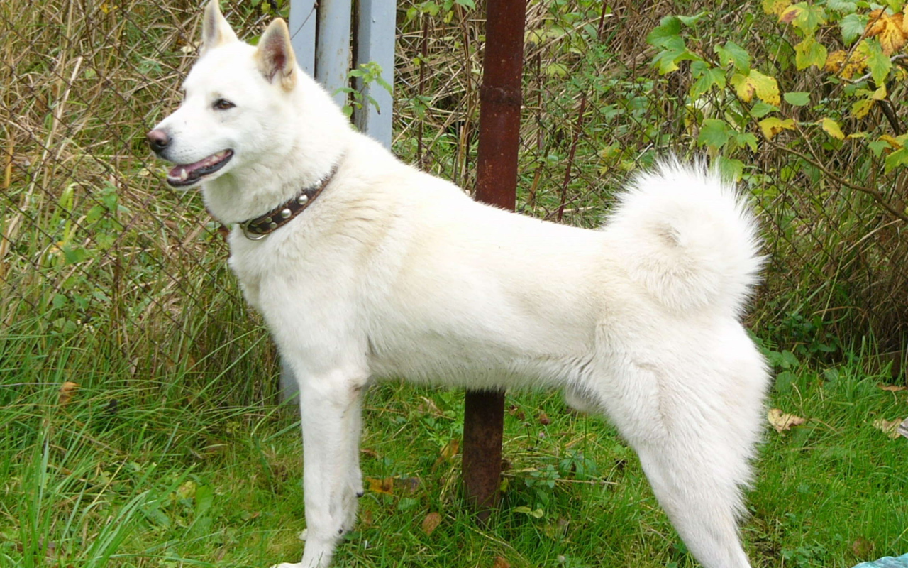 Белая лайка у забора