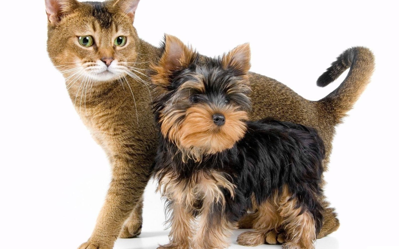 Йоркширский терьер рядом с котом