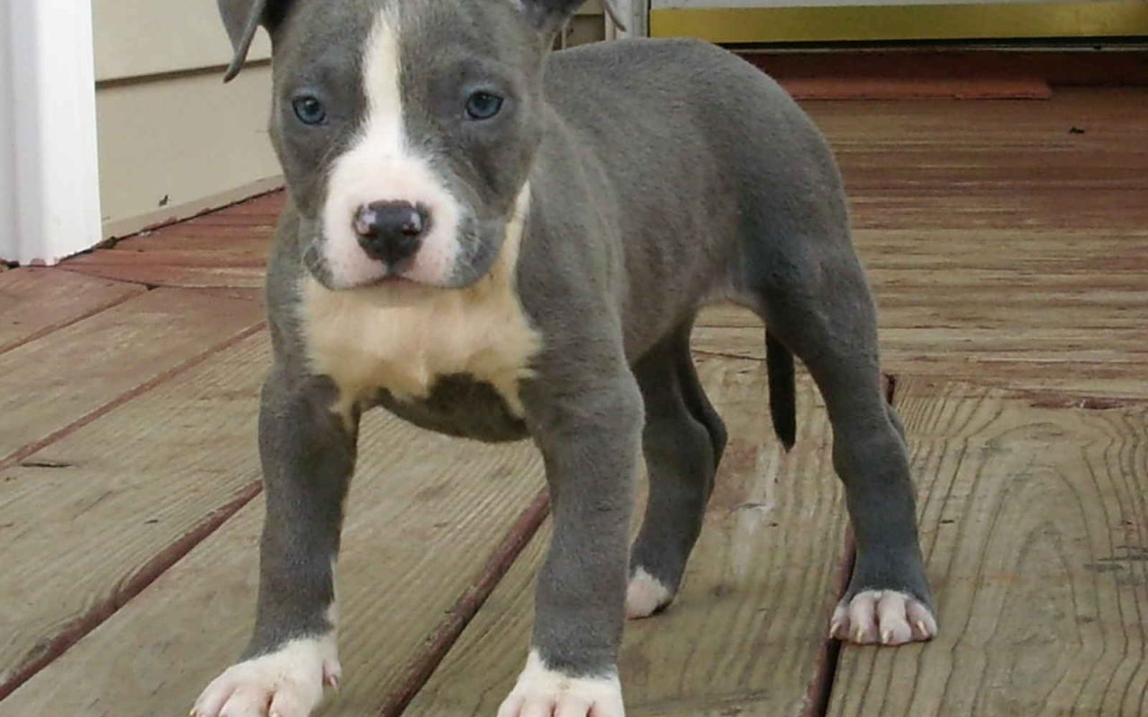 Молодой американский стаффордширский терьер