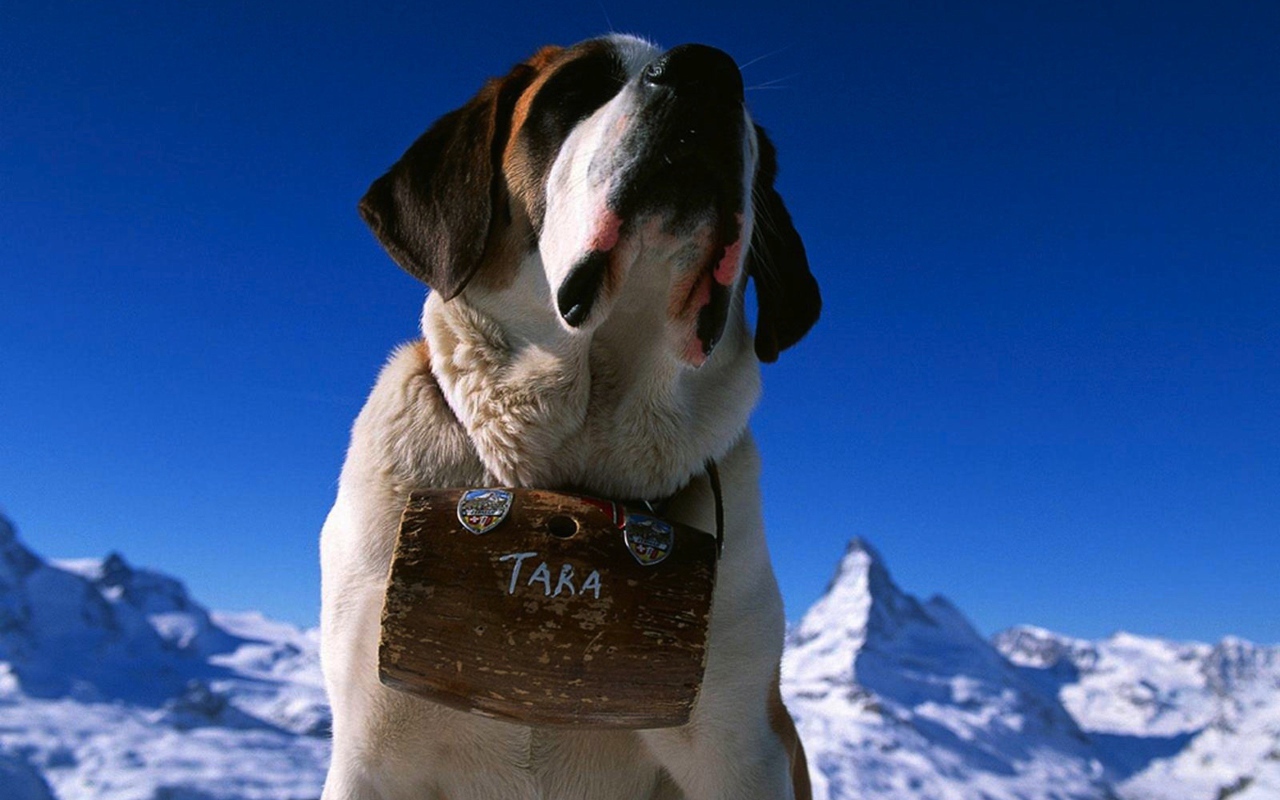 Собака горный спасатель