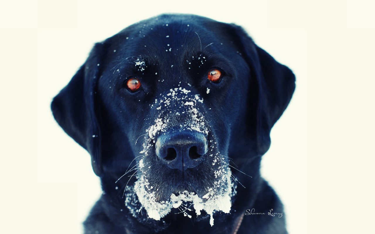 Черная собака в снегу