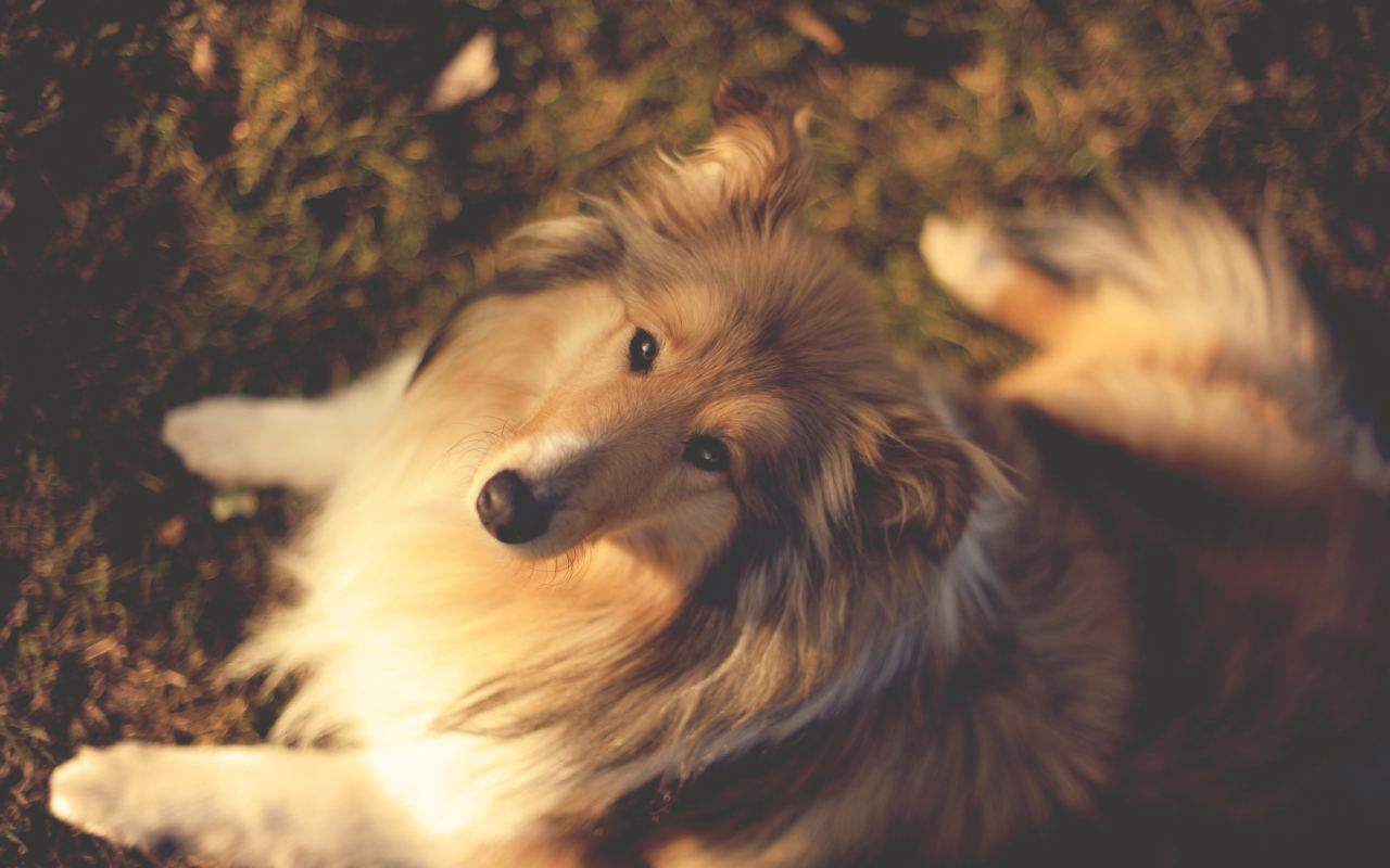 Колли сидит на земле