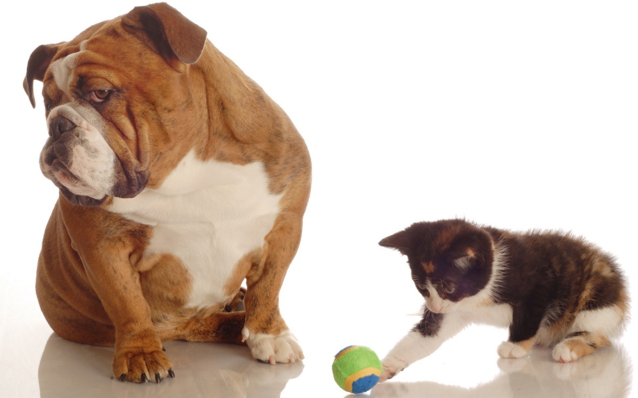 Котенок и собака