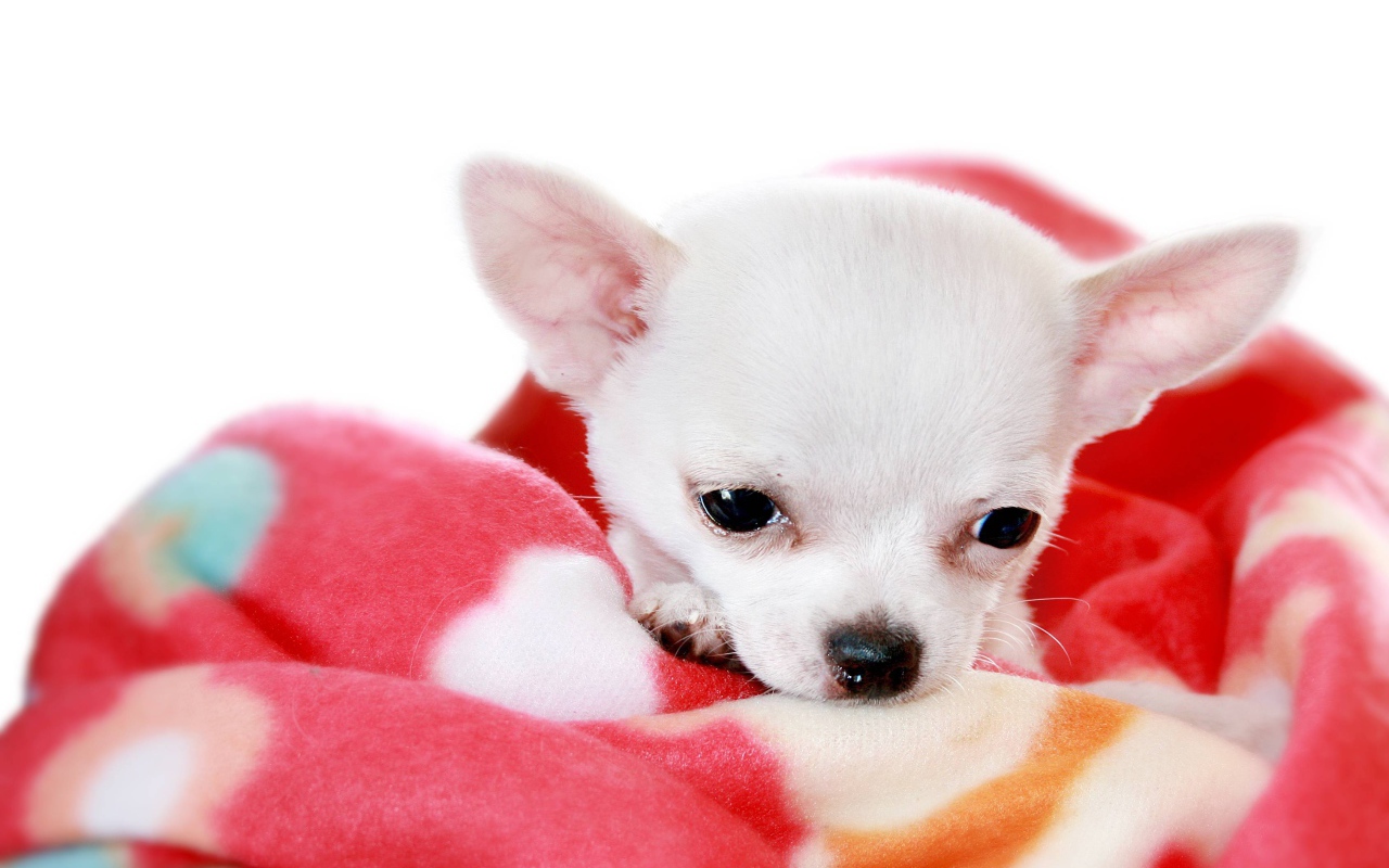 Маленькая чихуахуа на пледе