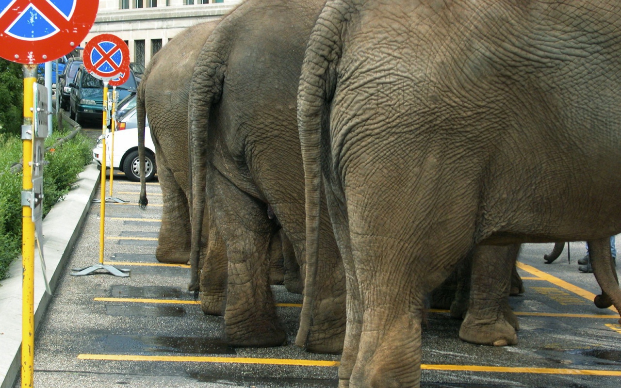 Слоны на парковке