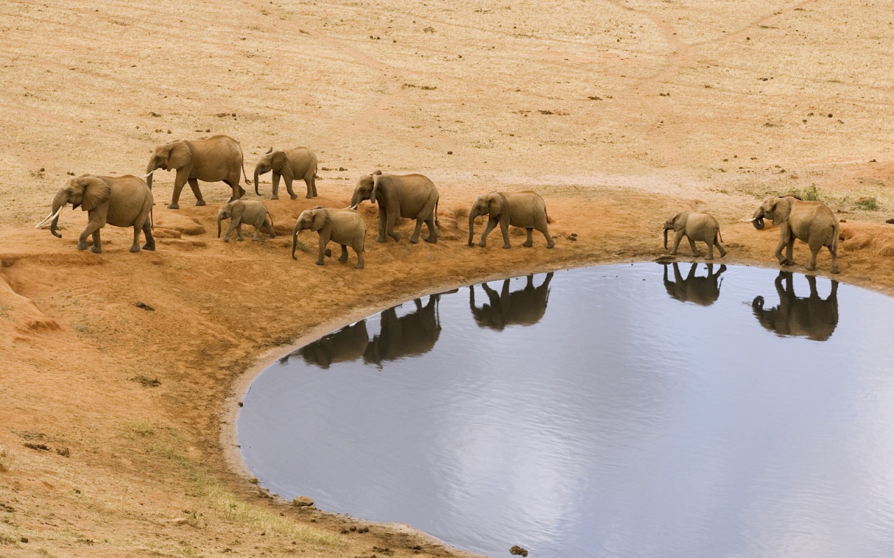 Стадо африканских слонов