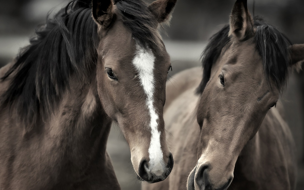 Два роскошных коня