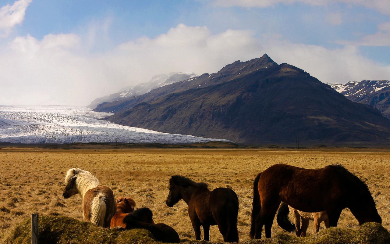 Лошади в горах