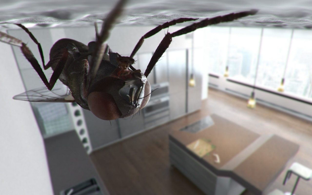 Муха сидит на потолке