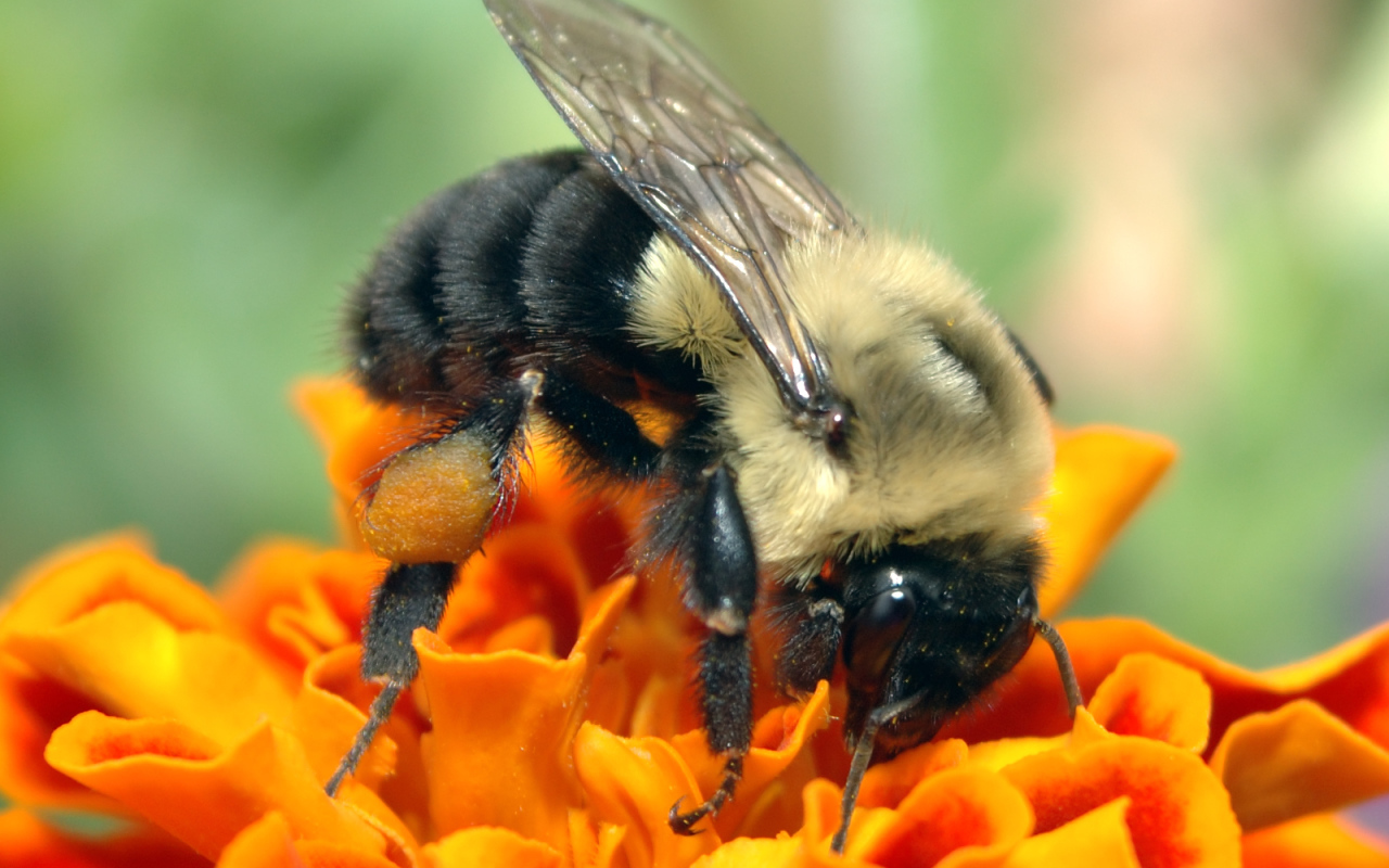 Пчела на оранжевом цветке