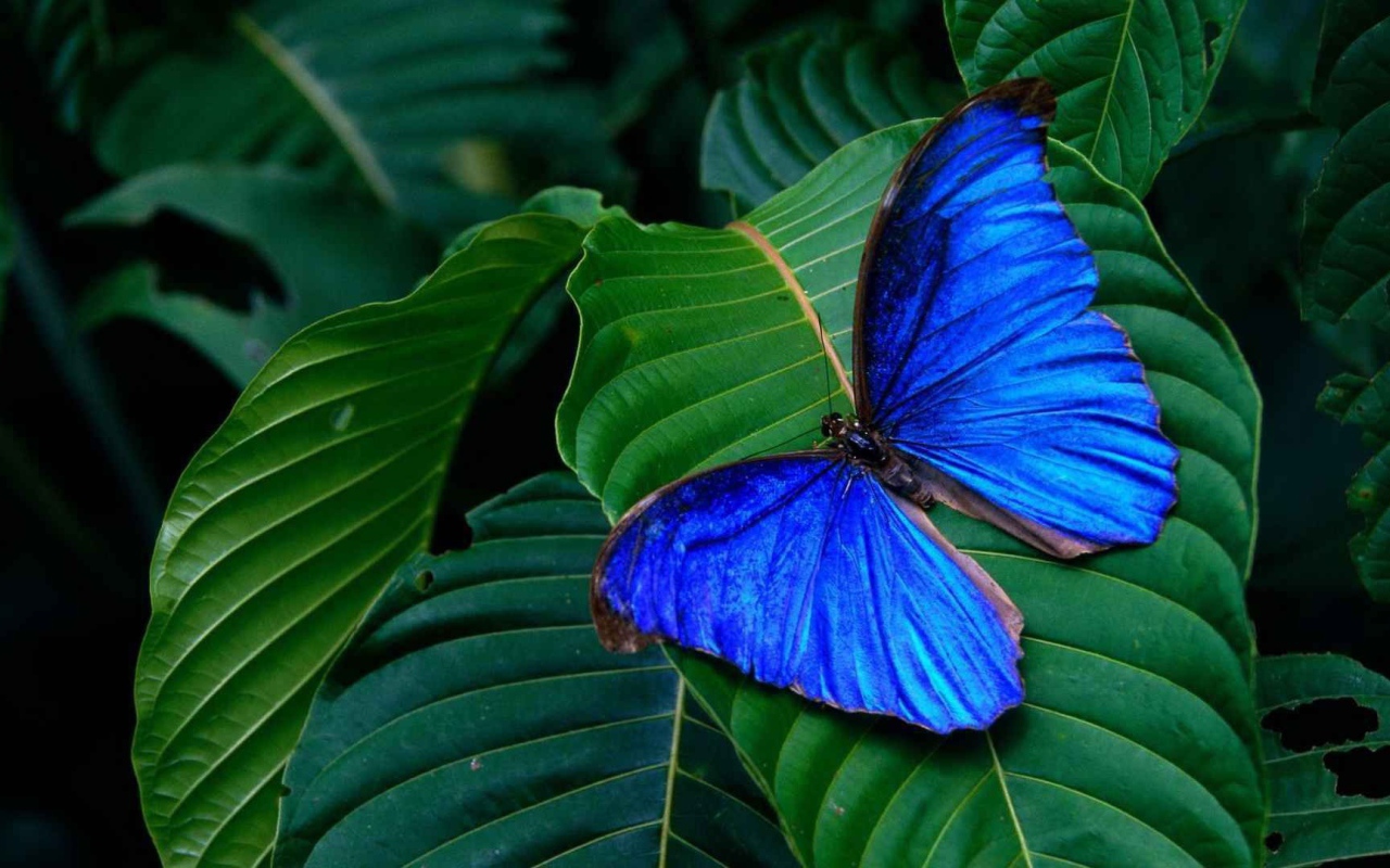 Синяя бабочка