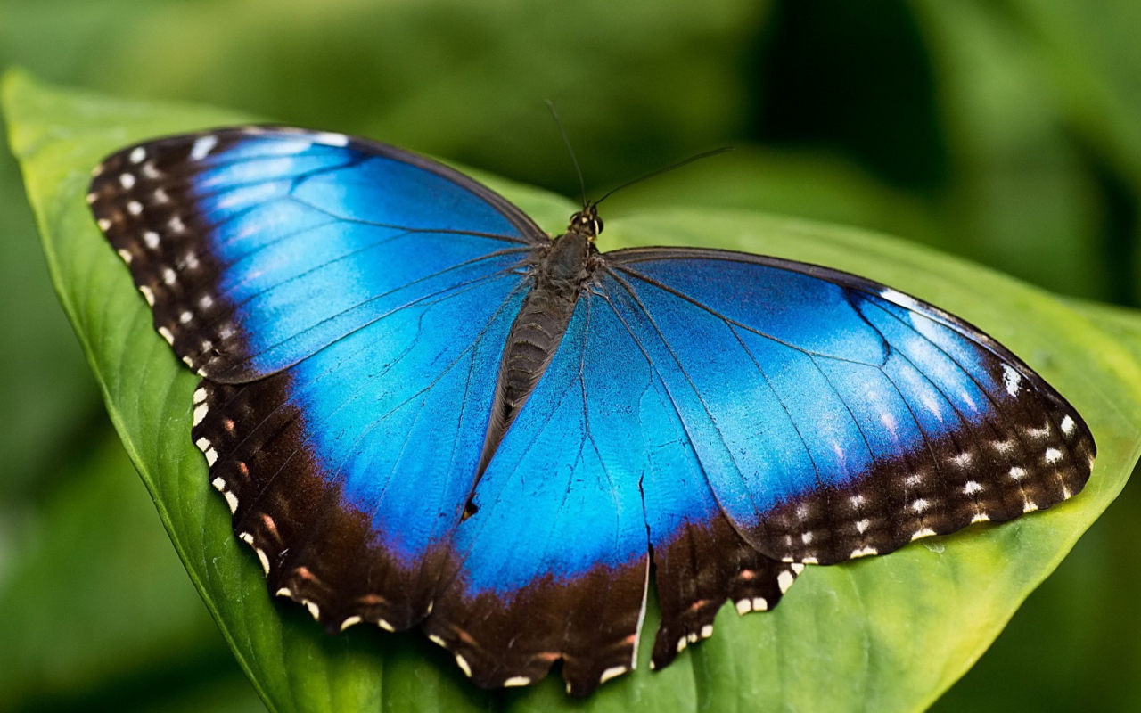 Голубая бабочка
