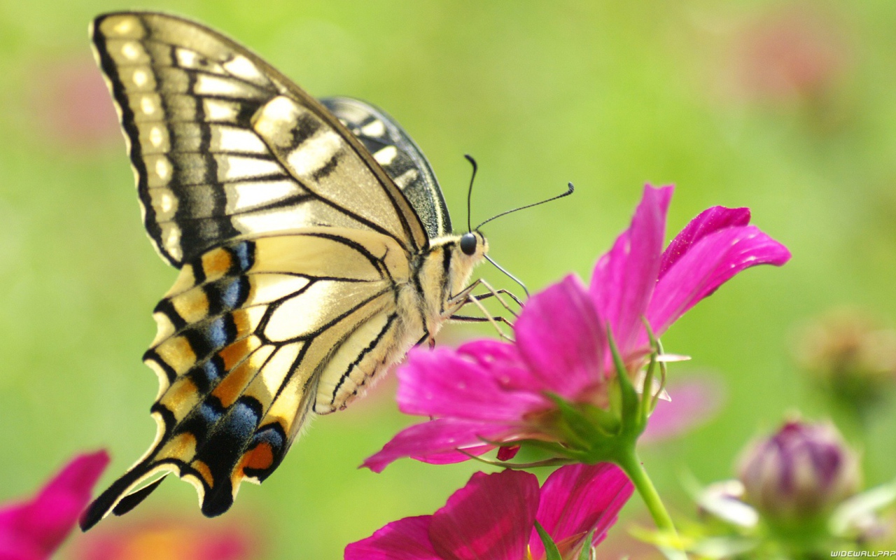 Бабочка на розовом цветке