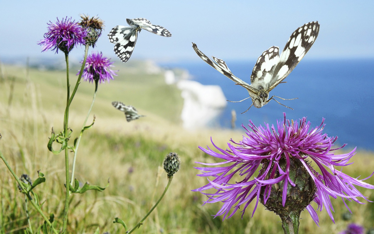 Бабочка садится на цветок