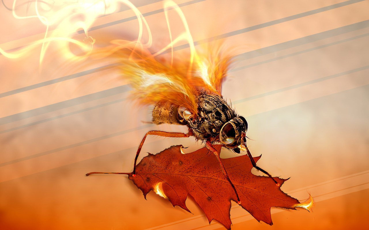 Муха с огненными крыльями