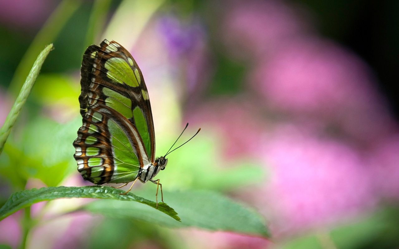 Зеленая бабочка