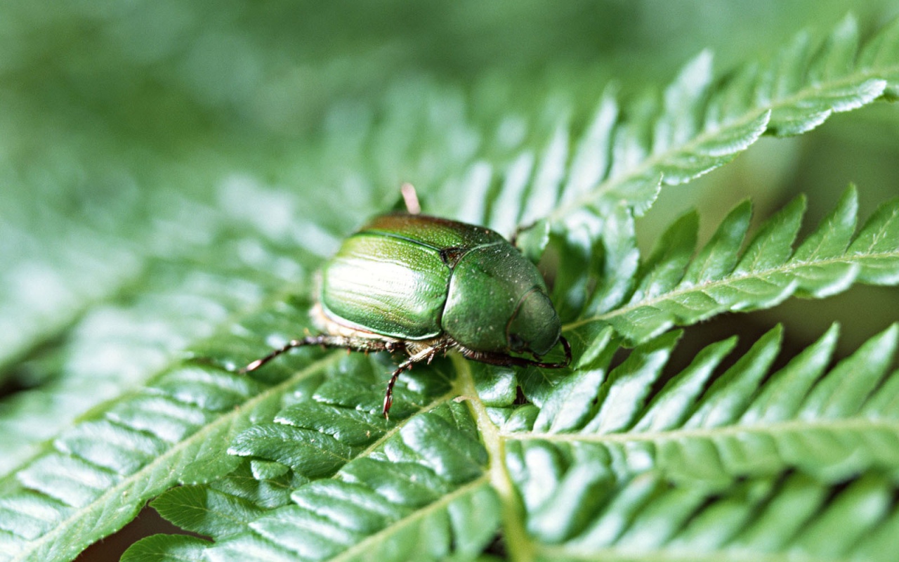 Японский жук