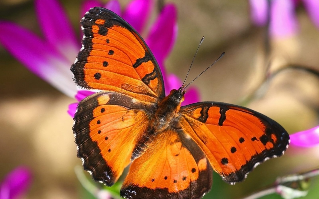 Бабочка в Лондоне
