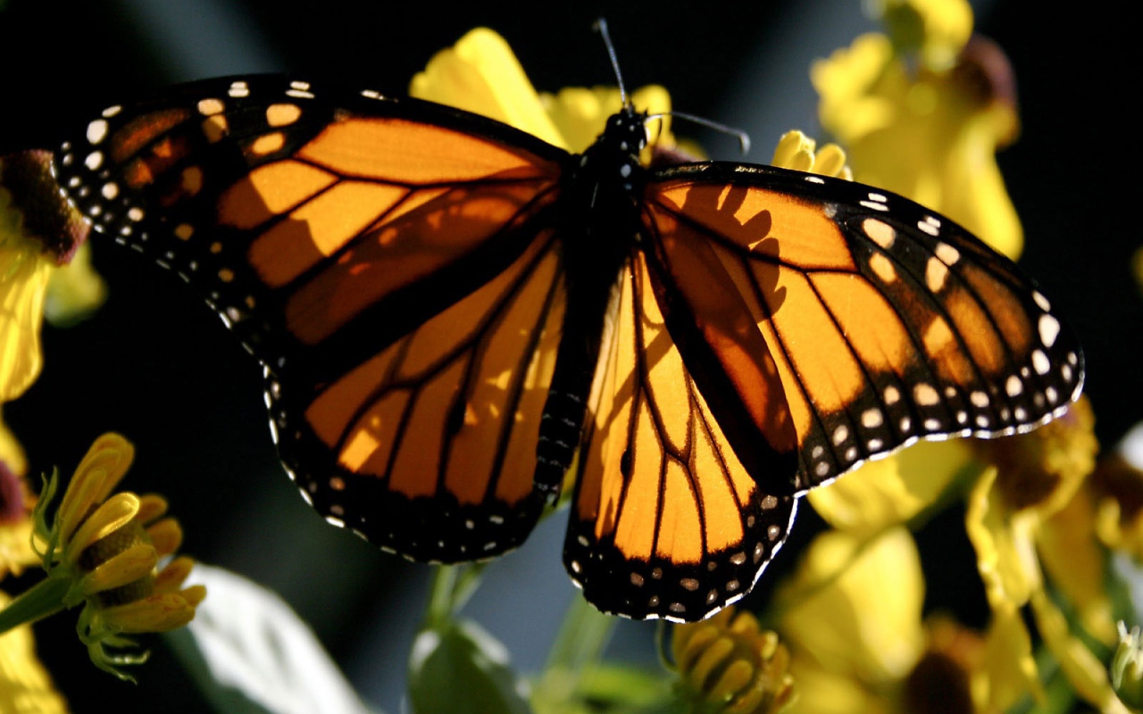 Бабочка Монарх