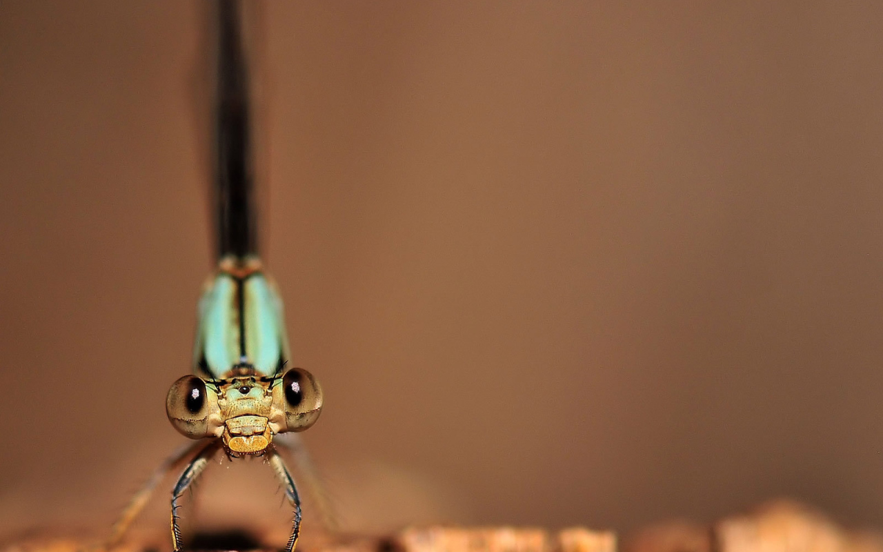 Глаза стрекозы