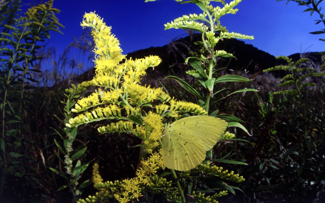 Бабочка на желтом цветке