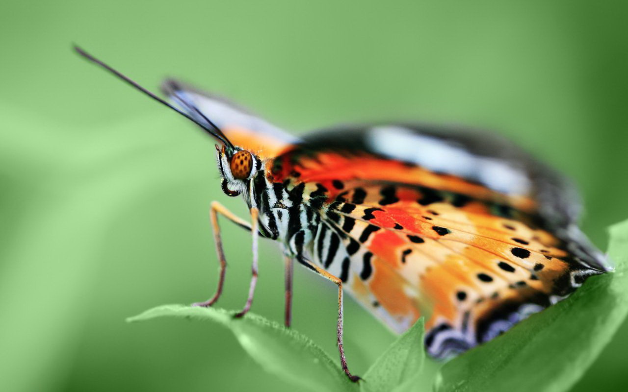 Красивая бабочка на листке