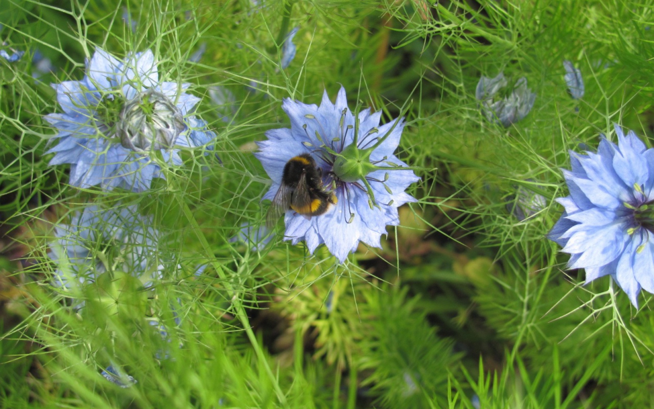 Шмель на голубом цветке