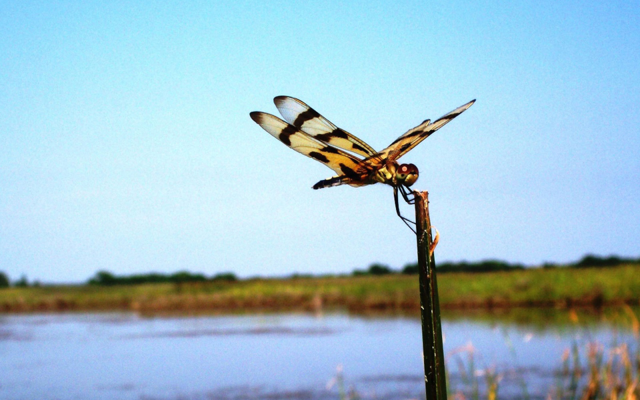 Стрекоза на палке