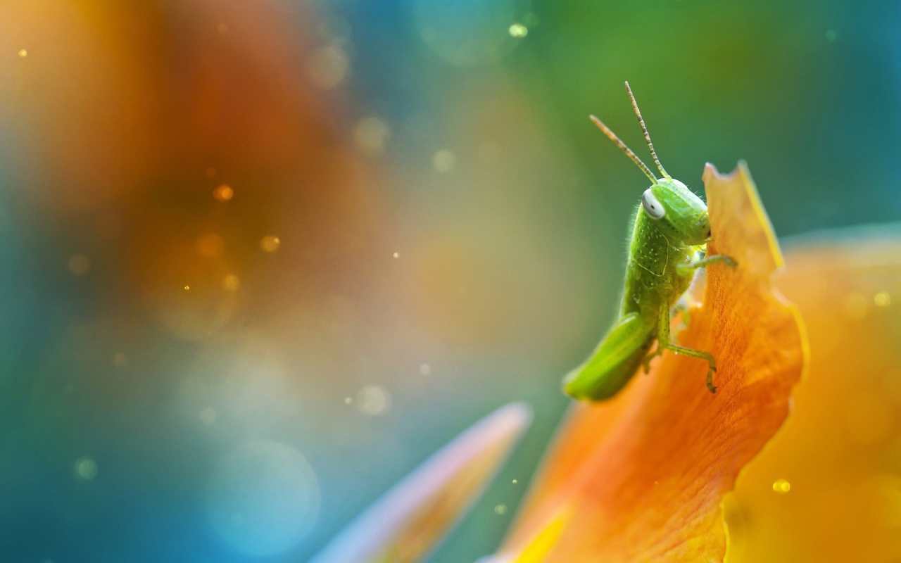 Саранча ест лист