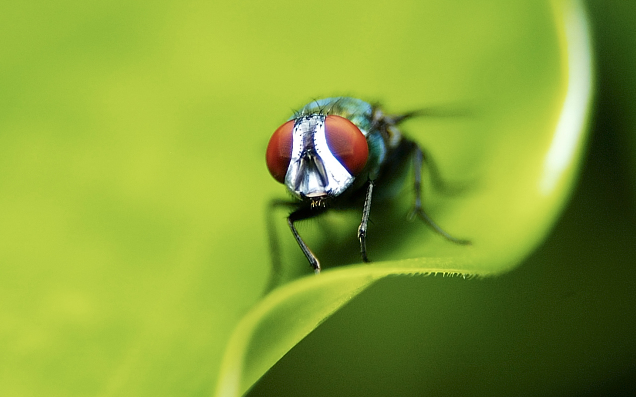 Портрет мухи