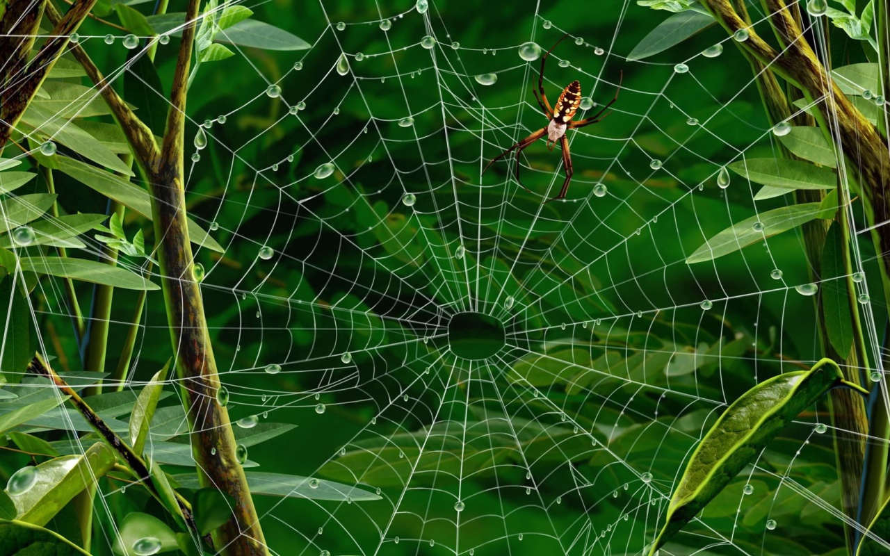 Паутина с каплями воды