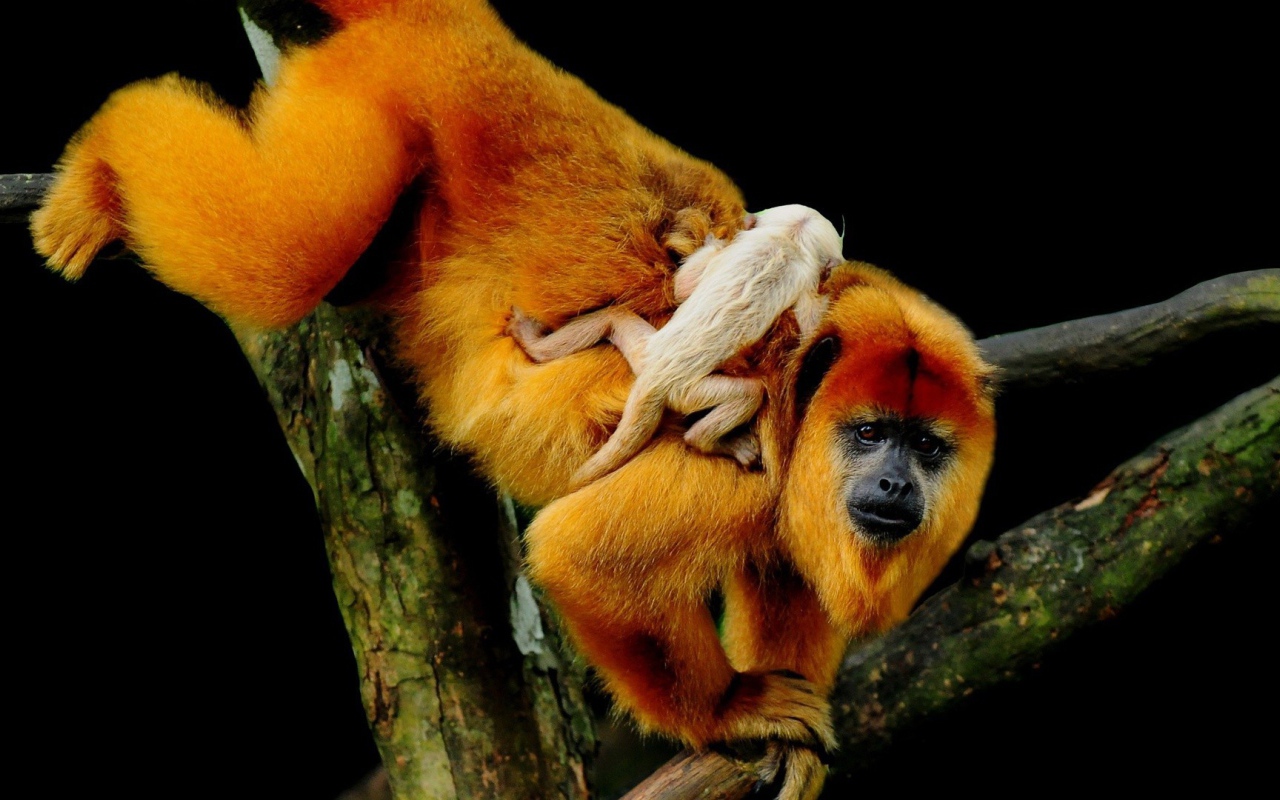 Обезьяна с детенышем на спине