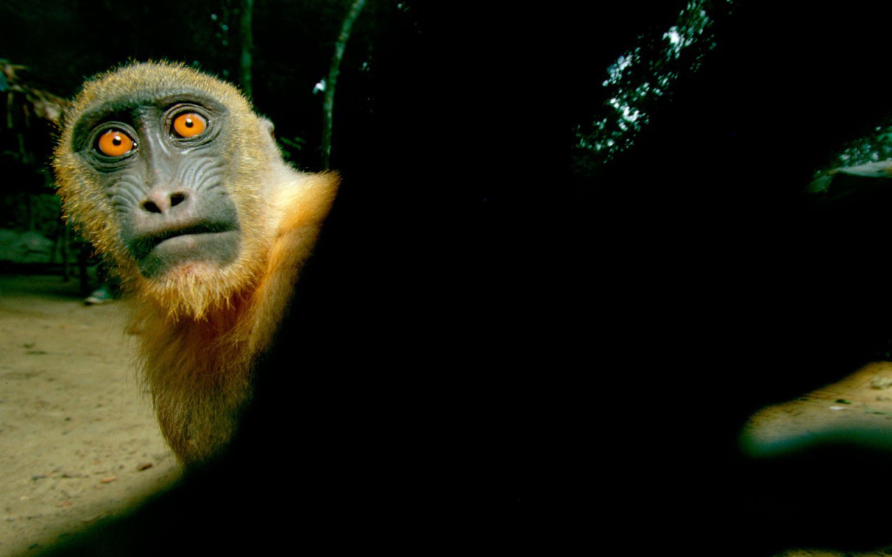 Обезьяна с желтыми глазами