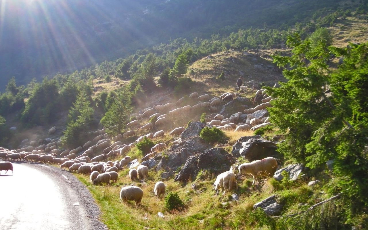 Стадо овец переходит дорогу