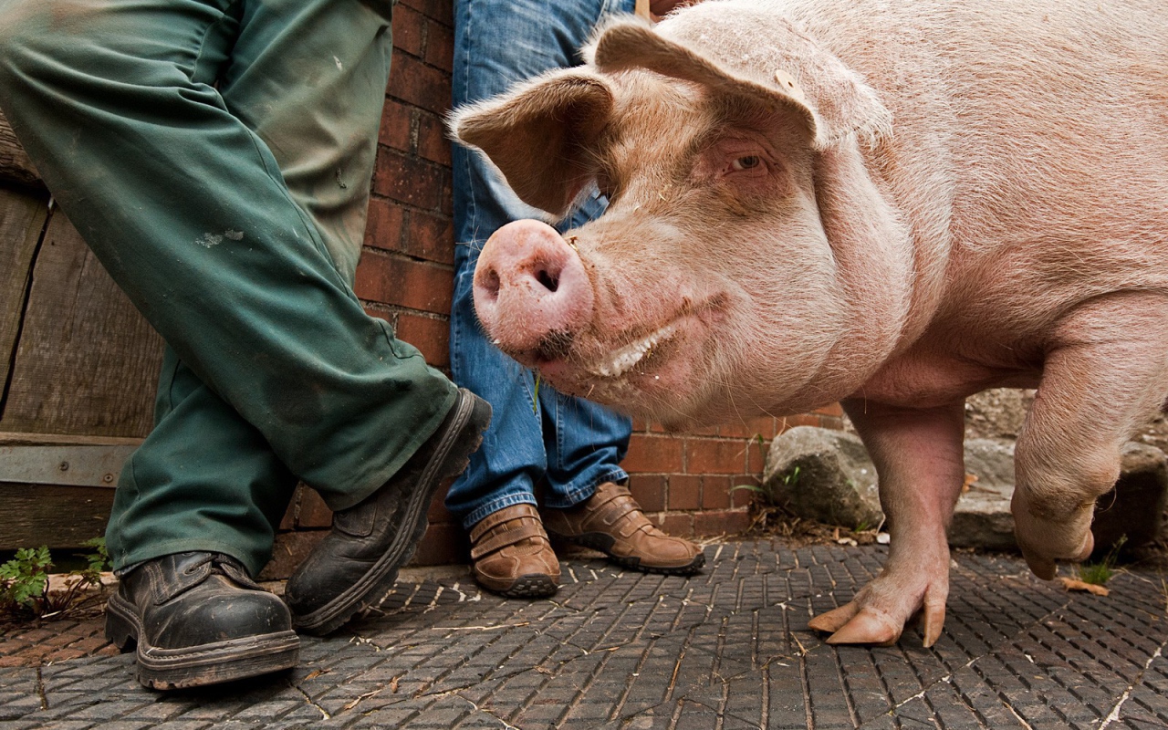 Свинья на улице города