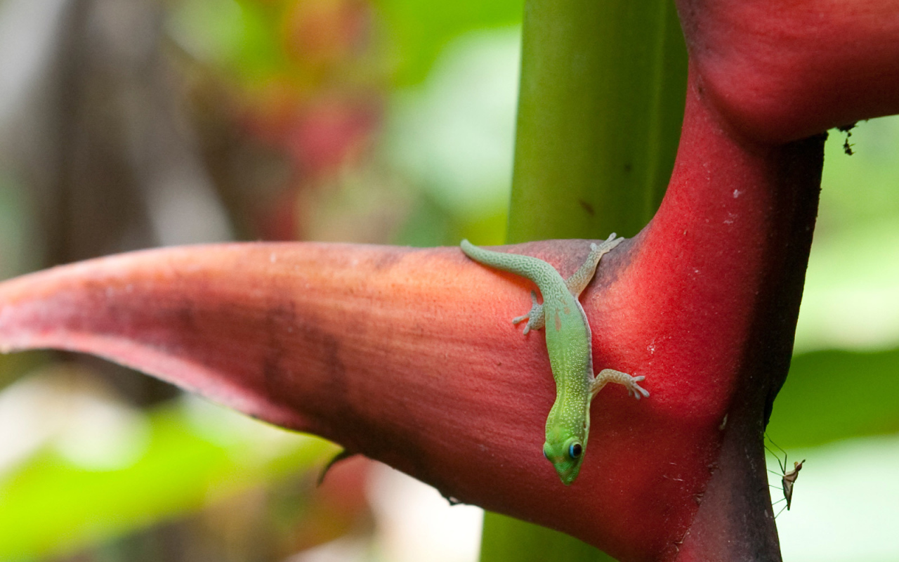 Зеленая ящерица
