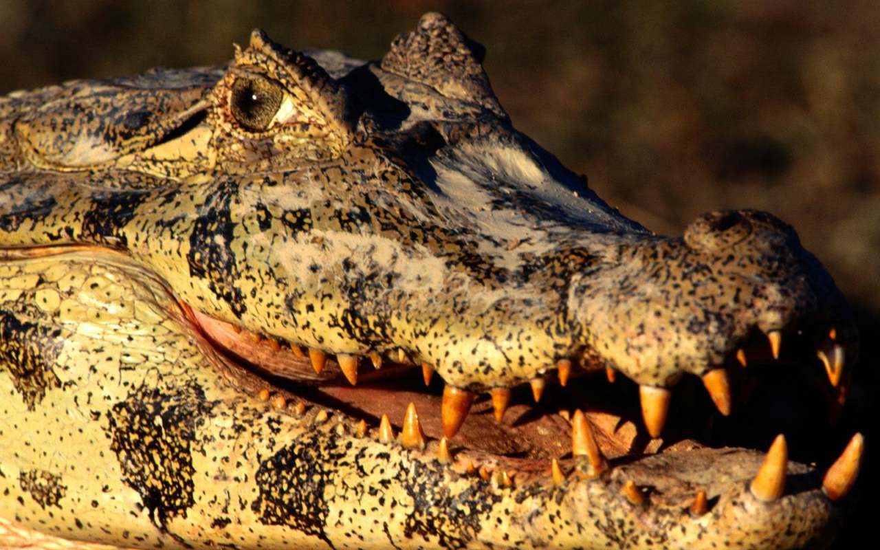 Голова каймана