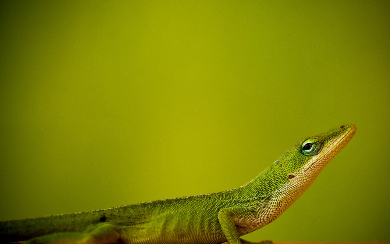 Ящерица на зеленом фоне