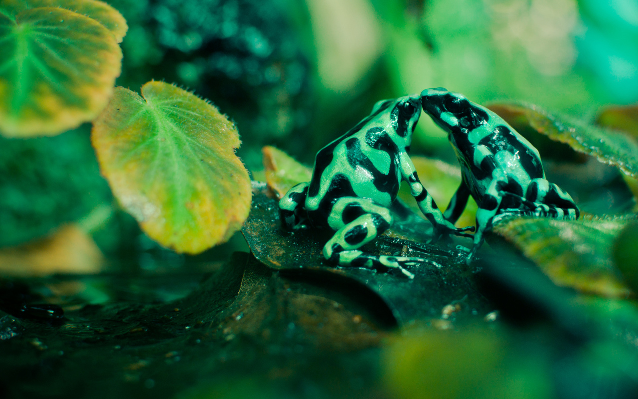 Две пятнистые лягушки