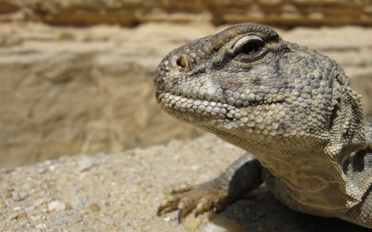 Взгляд ящерицы